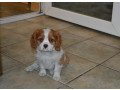 adorable-cavalier-king-charles-spaniel-puppies-looking-for-new-forever-home-small-2