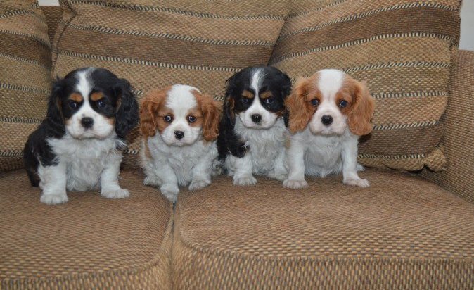 adorable-cavalier-king-charles-spaniel-puppies-looking-for-new-forever-home-big-0