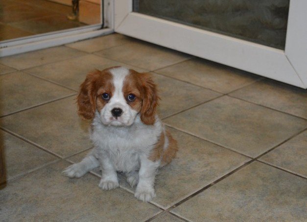 adorable-cavalier-king-charles-spaniel-puppies-looking-for-new-forever-home-big-2