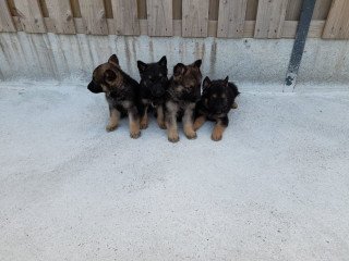 4 Stunning German Shepherds