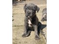 staffordshire-bull-terrier-puppies-small-0