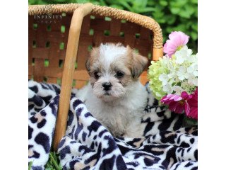 Shih tzu puppies  for sale