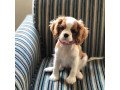 cavalier-king-charles-for-sale-whatsapp07537182291-small-0
