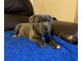 health-tested-blue-males-and-females-staffordshire-bull-terrier-puppies-ready-small-1