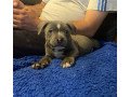 health-tested-blue-males-and-females-staffordshire-bull-terrier-puppies-ready-small-0