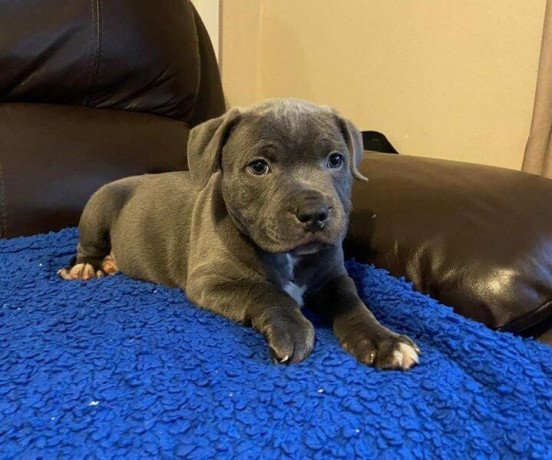 health-tested-blue-males-and-females-staffordshire-bull-terrier-puppies-ready-big-1