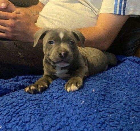 health-tested-blue-males-and-females-staffordshire-bull-terrier-puppies-ready-big-0