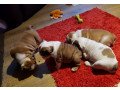 beautiful-males-females-english-bulldog-puppies-small-1