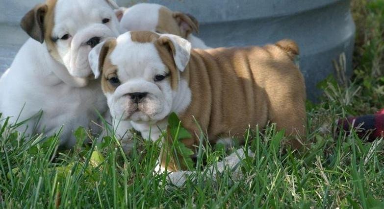 beautiful-males-females-english-bulldog-puppies-big-0