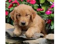golden-retriever-pupies-for-sale-small-0