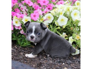 French Bulldog puppies for  sale