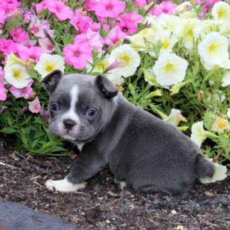 french-bulldog-puppies-for-sale-big-0