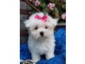cute-little-jasmine-maltese-puppies-with-siblings-for-sale-small-0