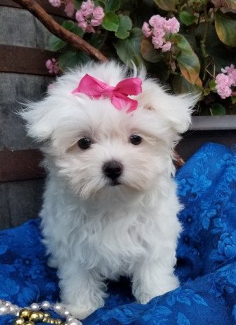 cute-little-jasmine-maltese-puppies-with-siblings-for-sale-big-0