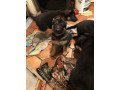 english-descend-family-imdoor-outdoor-gsd-for-sale-5-blacktan-puppies-small-0