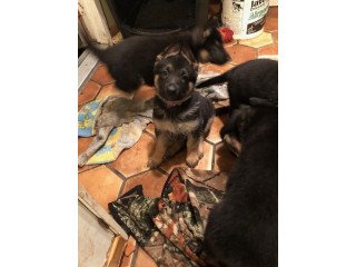 English descend family imdoor, outdoor GSD for sale 5 Blacktan puppies