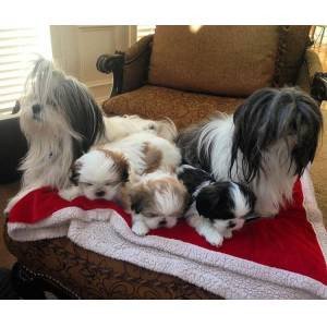 shih-tzu-puppies-available-for-sale-big-0