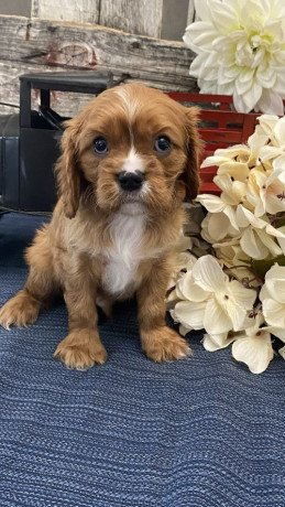 magnificent-family-raised-cavalier-kingcharles-spaniel-puppies-for-sale-big-0
