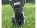 french-bulldog-puppies-ready-for-rehoming-small-0