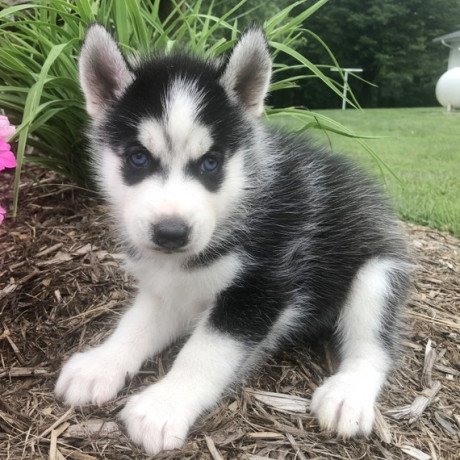 siberian-husky-puppies-ready-to-go-to-forever-homes-big-0
