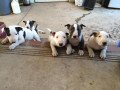 gorgeous-bull-terrier-puppies-for-sale-small-0