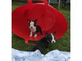 boston-terrier-pups-for-sale-small-0