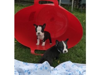 Boston Terrier Pups for Sale.