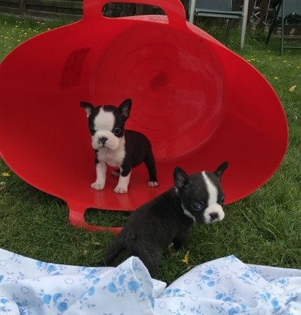 boston-terrier-pups-for-sale-big-0