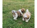 shih-tzu-puppies-ready-now-small-0