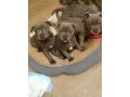 staffordshire-bull-terrier-puppies-for-sale-small-0