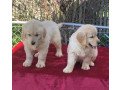beautiful-golden-retriever-pups-small-0