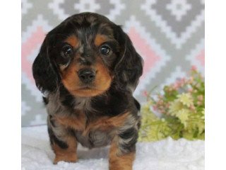 Dachshud puppies  for  sale