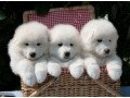 charming-samoyed-pups-small-0