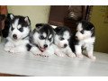 socialized-siberian-husky-puppies-small-0