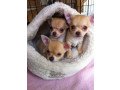 two-chihuahua-pups-available-now-small-0