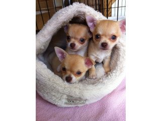 Two Chihuahua Pups Available Now