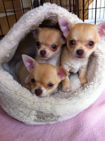 two-chihuahua-pups-available-now-big-0