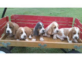 Basset Hound Puppies For Sale