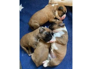 6 stunning boxer  puppies