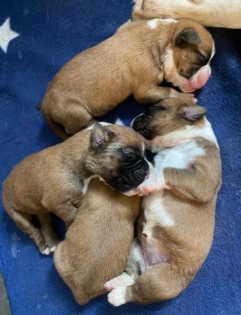 6-stunning-boxer-puppies-big-0