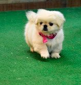 high-quality-pekingese-puppies-for-sale-girls-and-boys-big-0