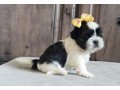 shih-tzu-puppies-for-sale-small-0