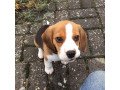 beagle-puppies-for-sale-small-0