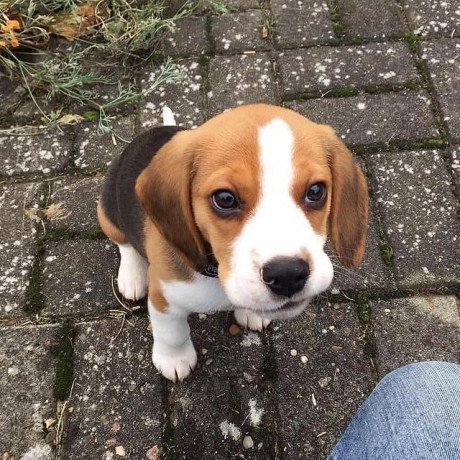 beagle-puppies-for-sale-big-0