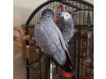 adorable-young-congo-african-grey-parrots-small-2
