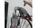 adorable-young-congo-african-grey-parrots-small-1