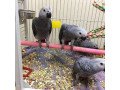 adorable-young-congo-african-grey-parrots-small-3