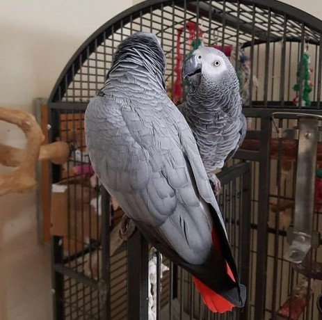 adorable-young-congo-african-grey-parrots-big-2