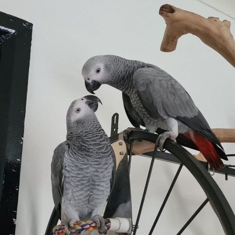 adorable-young-congo-african-grey-parrots-big-1