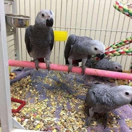 adorable-young-congo-african-grey-parrots-big-3